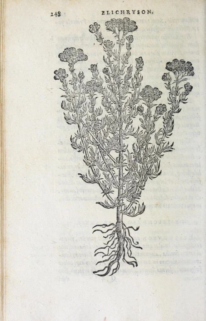 An illustration from Florvm, et coronariarvm odoratarvmqve nonnvllarvm herbarvm historia, 1568, leaf 252