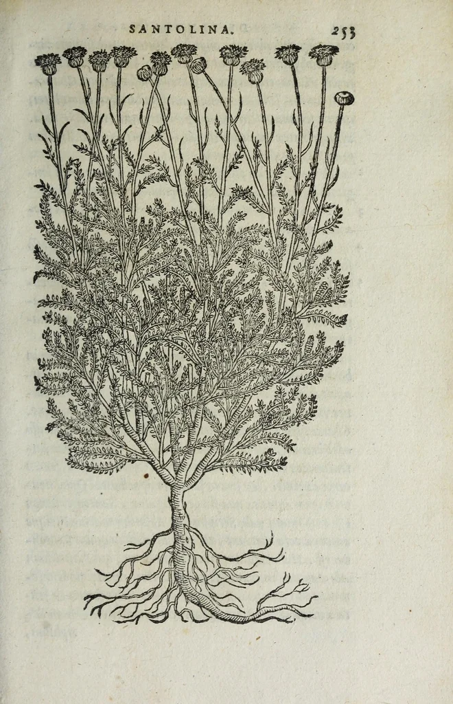 An illustration from Florvm, et coronariarvm odoratarvmqve nonnvllarvm herbarvm historia, 1568, leaf 257