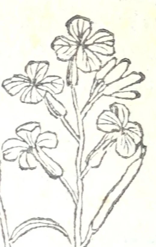 An illustration from Florvm, et coronariarvm odoratarvmqve nonnvllarvm herbarvm historia, 1568, leaf 26