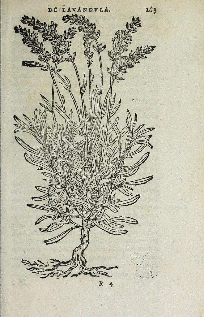 An illustration from Florvm, et coronariarvm odoratarvmqve nonnvllarvm herbarvm historia, 1568, leaf 267