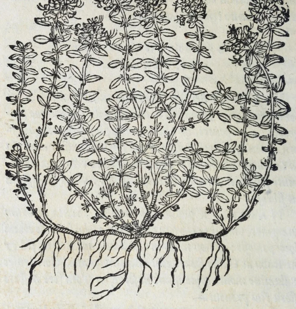 An illustration from Florvm, et coronariarvm odoratarvmqve nonnvllarvm herbarvm historia, 1568, leaf 274