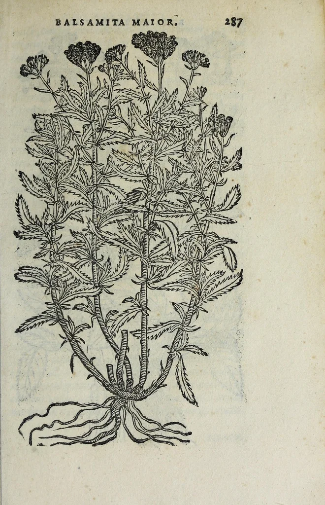An illustration from Florvm, et coronariarvm odoratarvmqve nonnvllarvm herbarvm historia, 1568, leaf 291