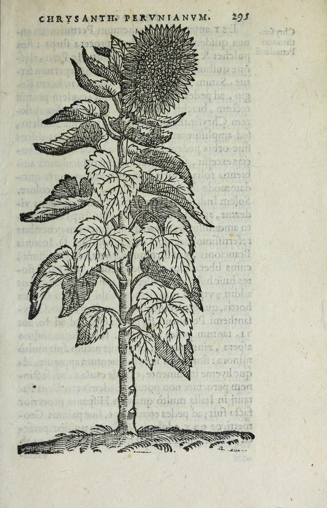 An illustration from Florvm, et coronariarvm odoratarvmqve nonnvllarvm herbarvm historia, 1568, leaf 299