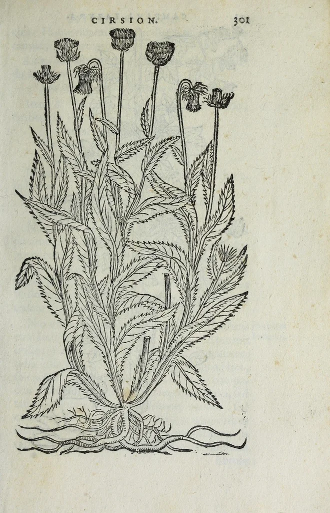 An illustration from Florvm, et coronariarvm odoratarvmqve nonnvllarvm herbarvm historia, 1568, leaf 305