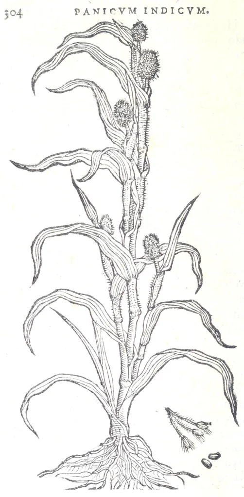 An illustration from Florvm, et coronariarvm odoratarvmqve nonnvllarvm herbarvm historia, 1568, leaf 308