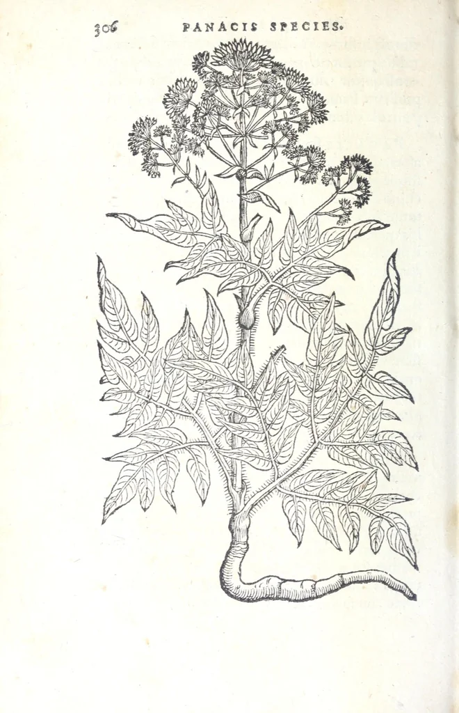 An illustration from Florvm, et coronariarvm odoratarvmqve nonnvllarvm herbarvm historia, 1568, leaf 310