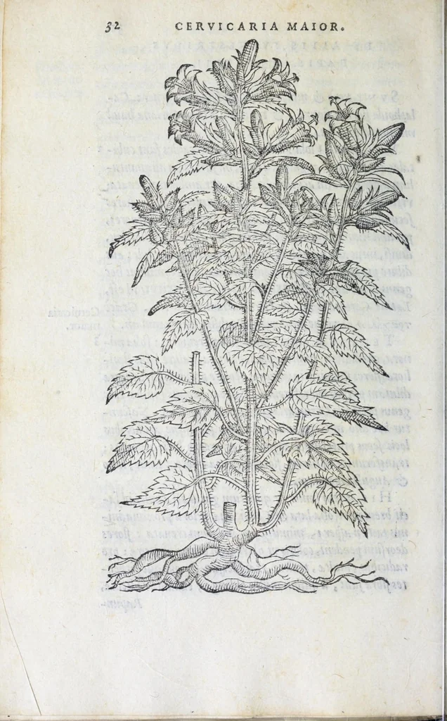 An illustration from Florvm, et coronariarvm odoratarvmqve nonnvllarvm herbarvm historia, 1568, leaf 36