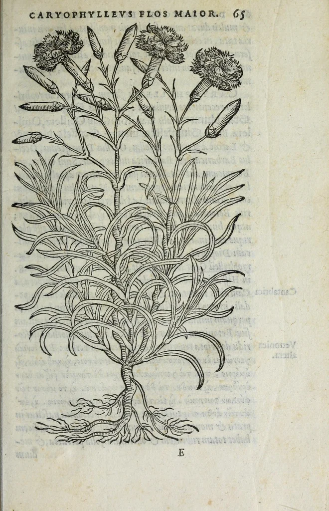 An illustration from Florvm, et coronariarvm odoratarvmqve nonnvllarvm herbarvm historia, 1568, leaf 69