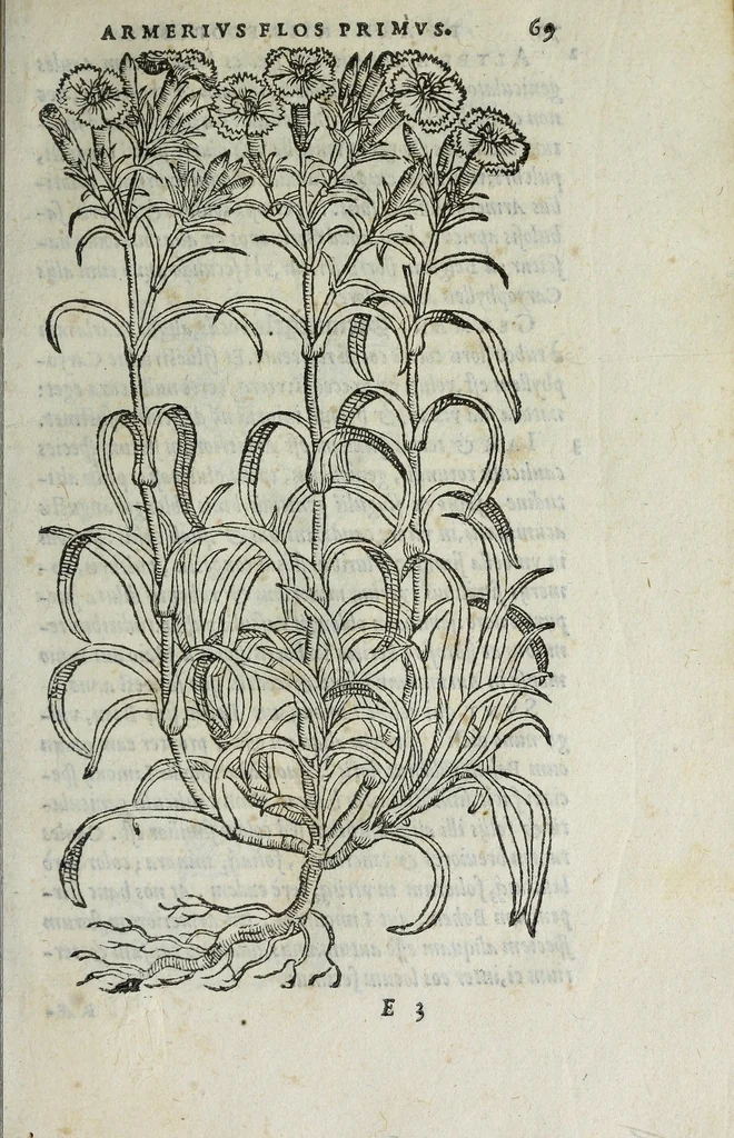 An illustration from Florvm, et coronariarvm odoratarvmqve nonnvllarvm herbarvm historia, 1568, leaf 73