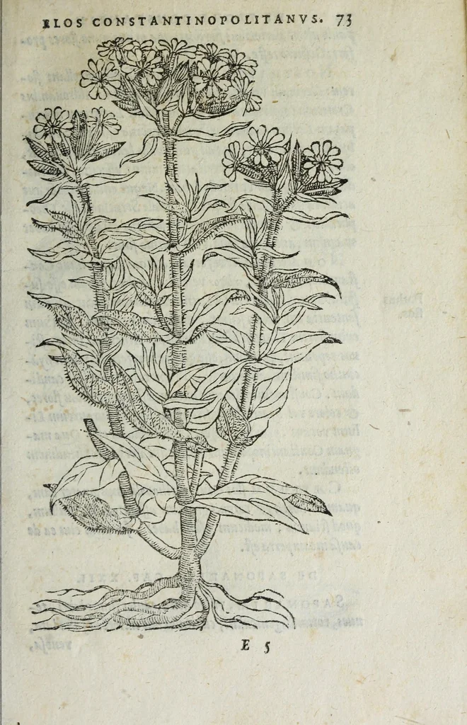 An illustration from Florvm, et coronariarvm odoratarvmqve nonnvllarvm herbarvm historia, 1568, leaf 77