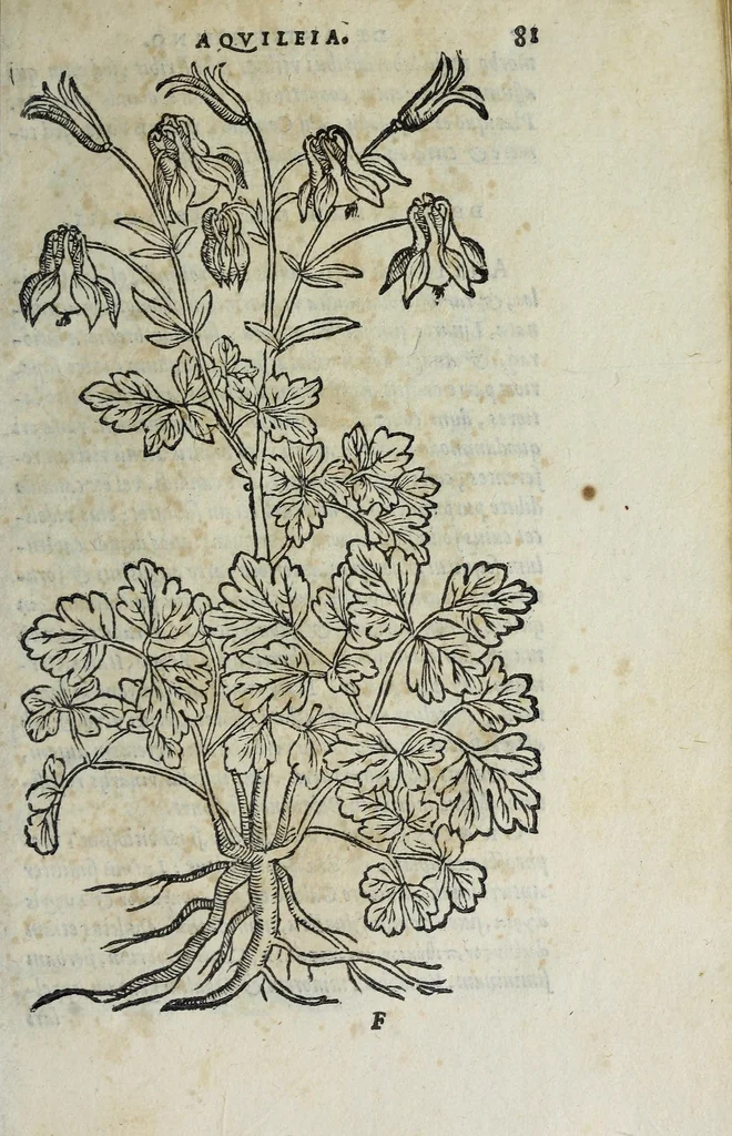An illustration from Florvm, et coronariarvm odoratarvmqve nonnvllarvm herbarvm historia, 1568, leaf 85