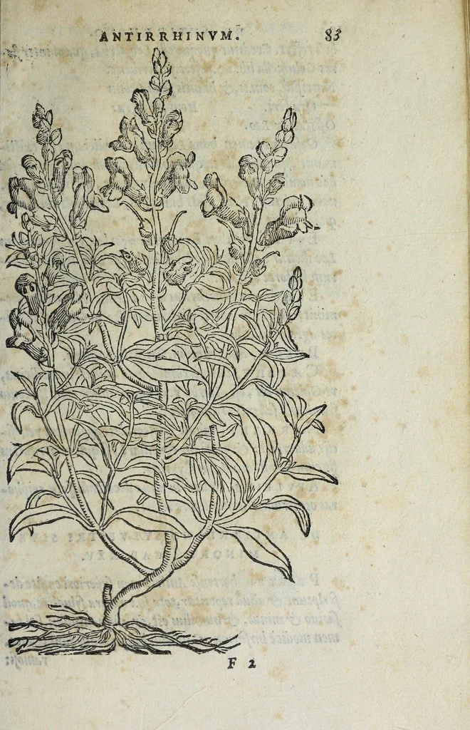 An illustration from Florvm, et coronariarvm odoratarvmqve nonnvllarvm herbarvm historia, 1568, leaf 87