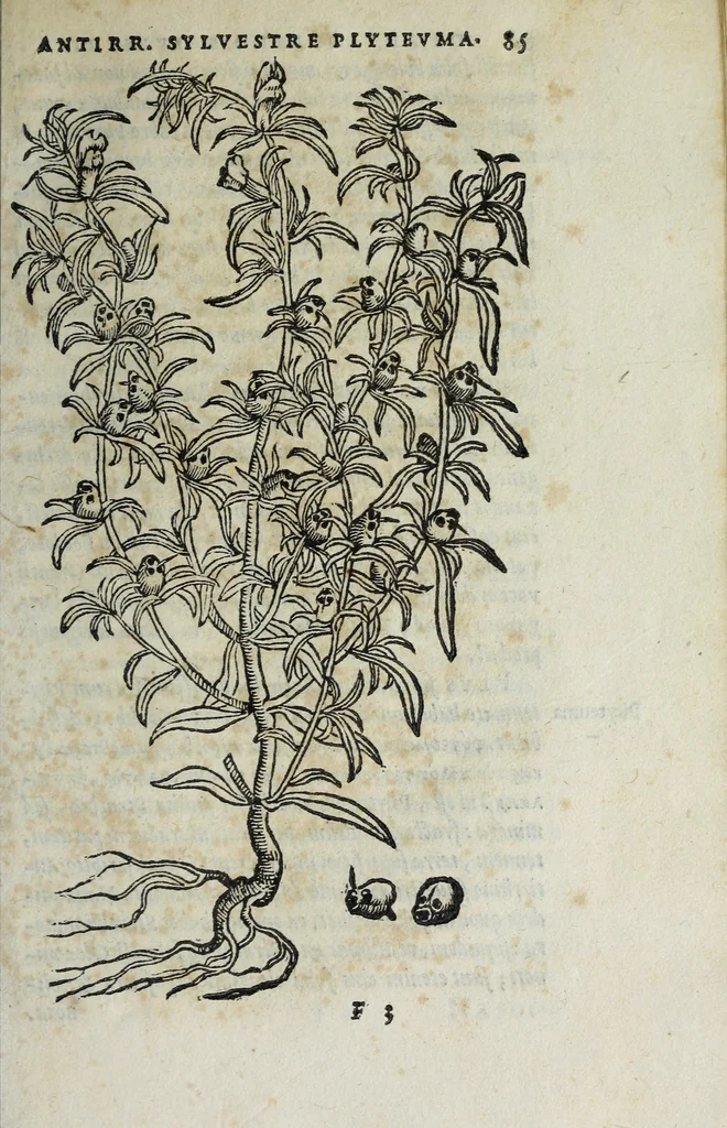 An illustration from Florvm, et coronariarvm odoratarvmqve nonnvllarvm herbarvm historia, 1568, leaf 89