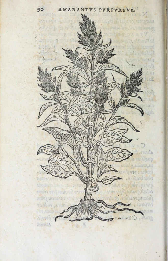 An illustration from Florvm, et coronariarvm odoratarvmqve nonnvllarvm herbarvm historia, 1568, leaf 94