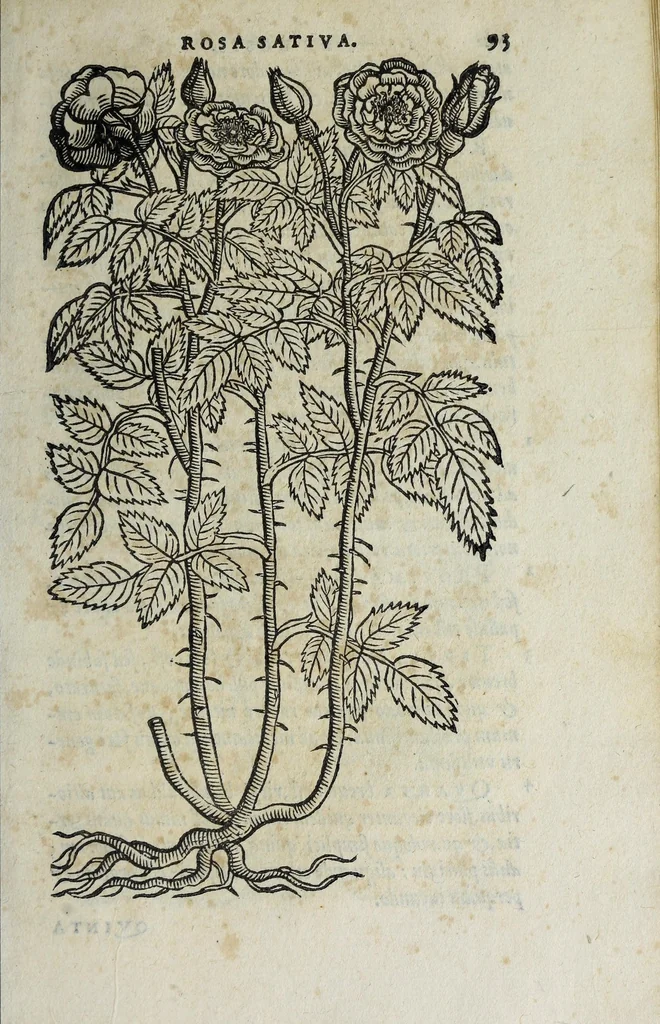 An illustration from Florvm, et coronariarvm odoratarvmqve nonnvllarvm herbarvm historia, 1568, leaf 97