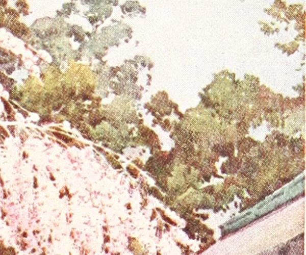 An illustration from The flowers and gardens of Japan, 1908, leaf 126