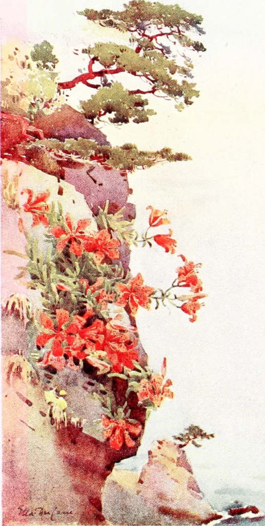 An illustration from The flowers and gardens of Japan, 1908, leaf 168