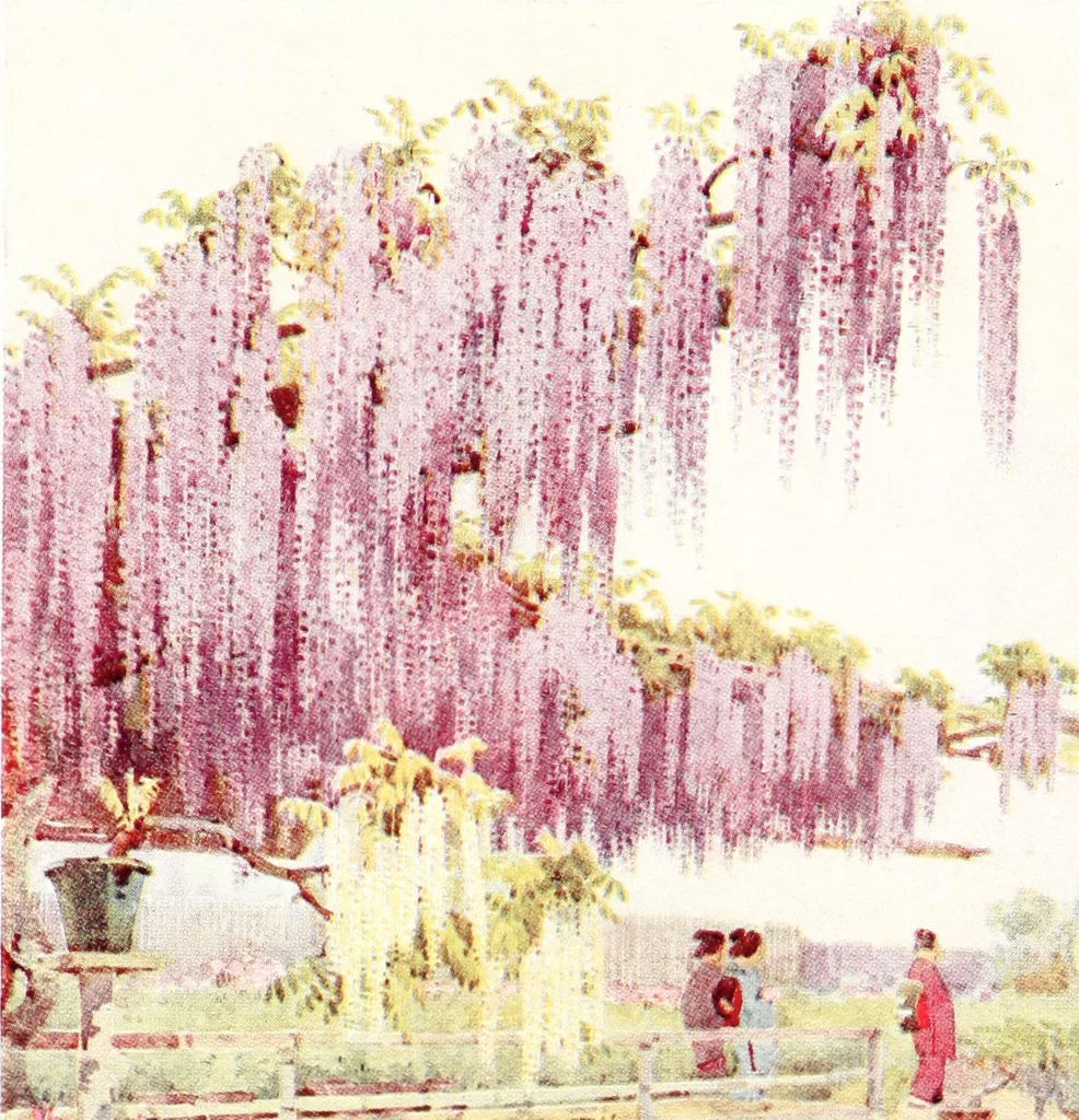 An illustration from The flowers and gardens of Japan, 1908, leaf 266