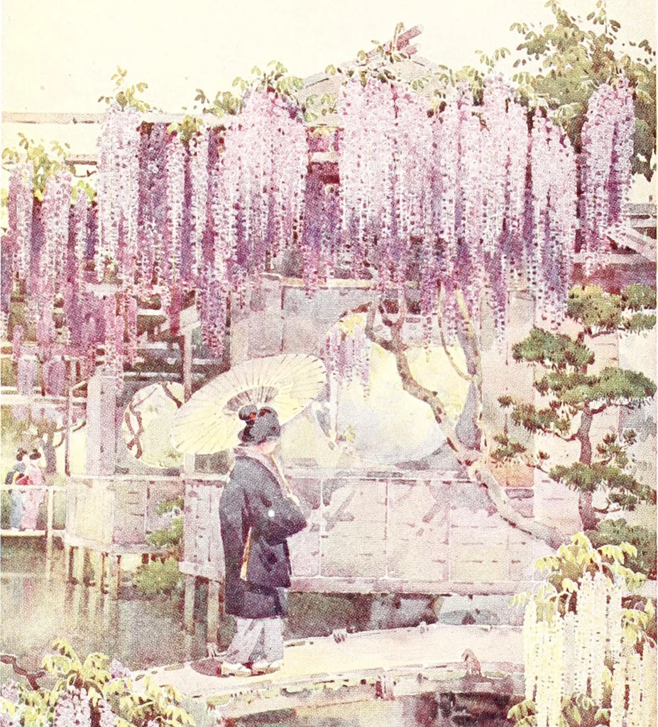 An illustration from The flowers and gardens of Japan, 1908, leaf 273
