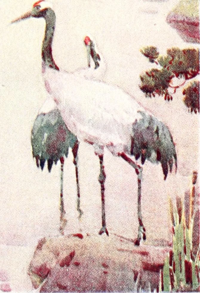 An illustration from The flowers and gardens of Japan, 1908, leaf 34