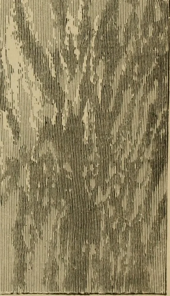 An illustration from Flowers of the sky, 1879, leaf 25