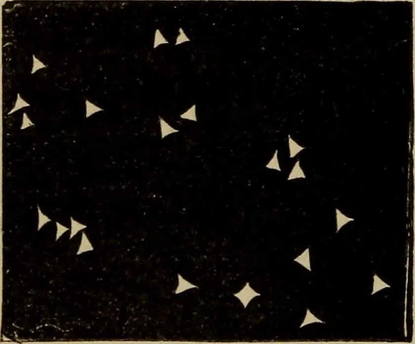 An illustration from Flowers of the sky, 1879, leaf 262