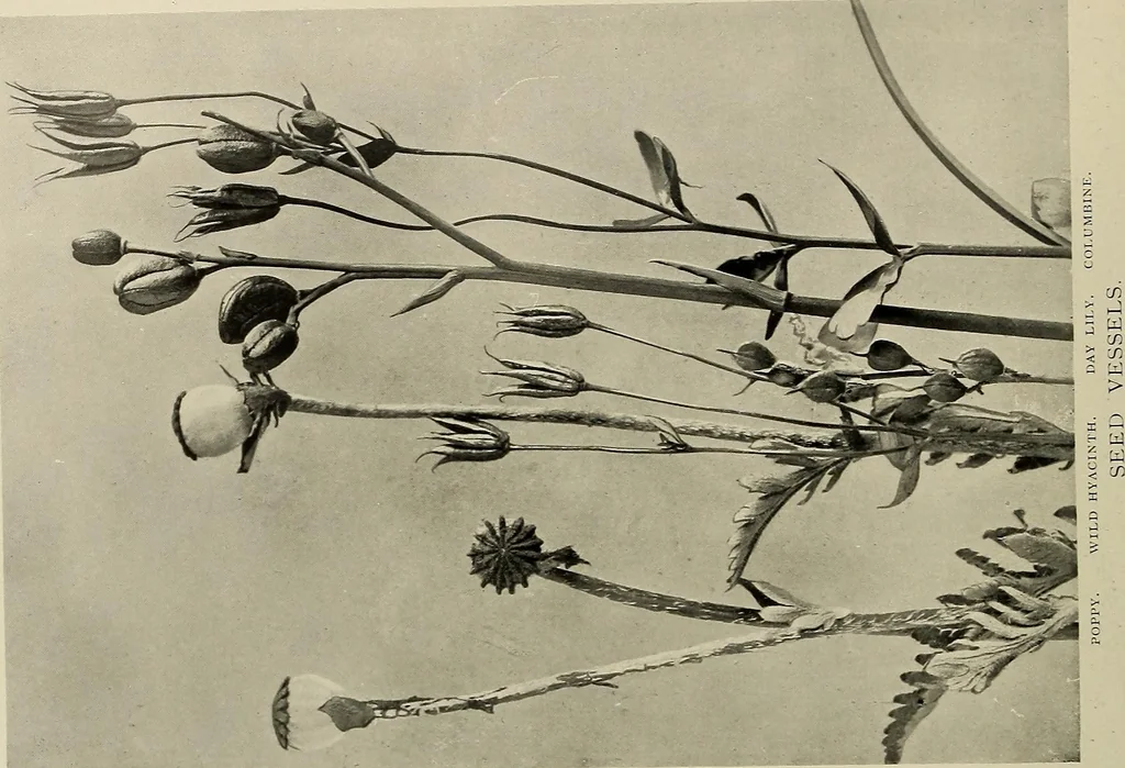 An illustration from Flowers and plants for designers and schools, 1907, leaf 100