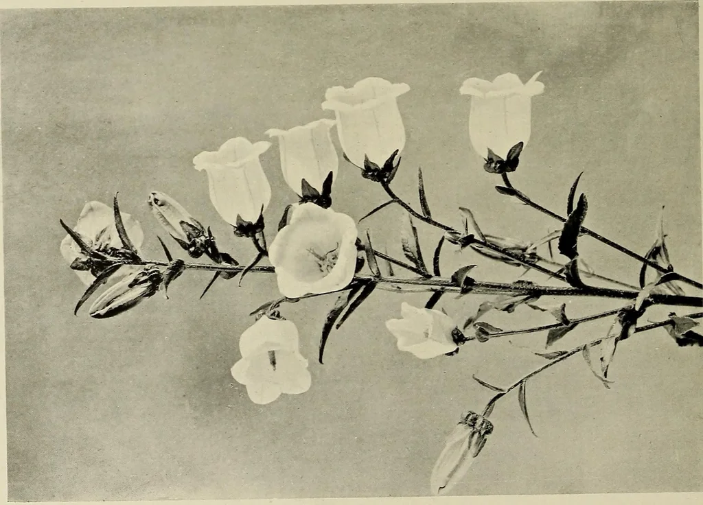 An illustration from Flowers and plants for designers and schools, 1907, leaf 100
