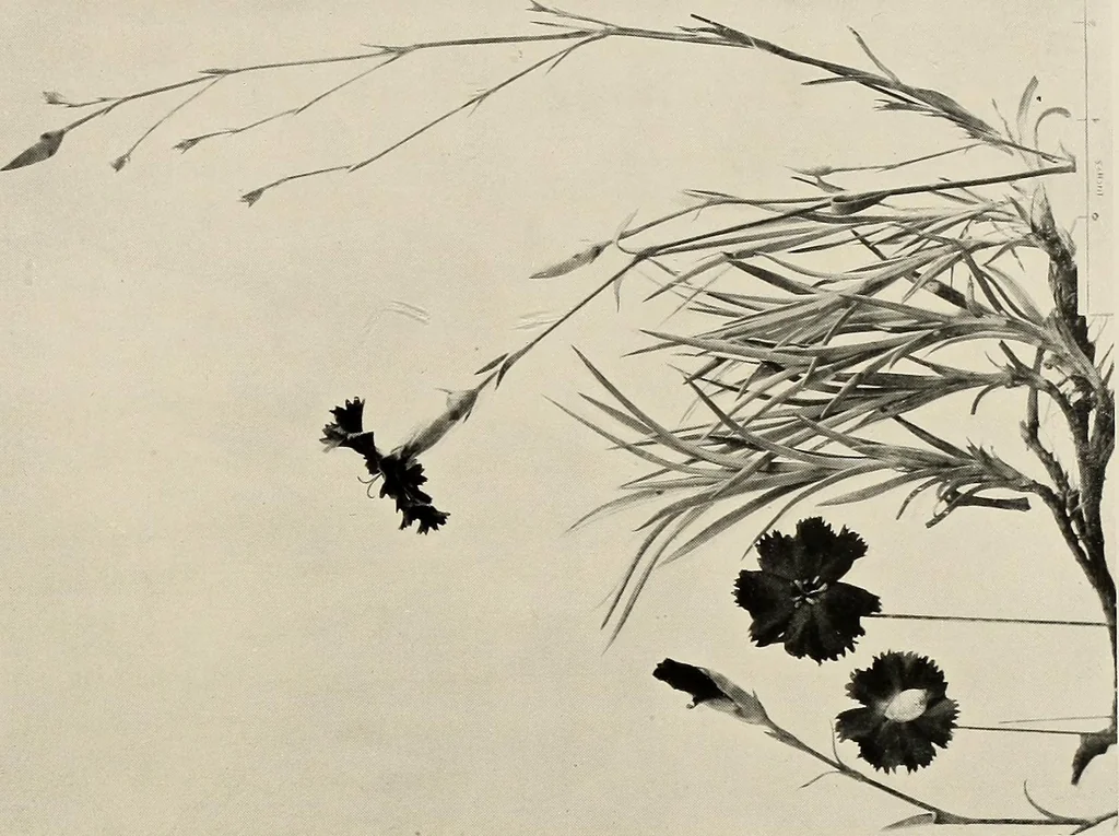 An illustration from Flowers and plants for designers and schools, 1907, leaf 103