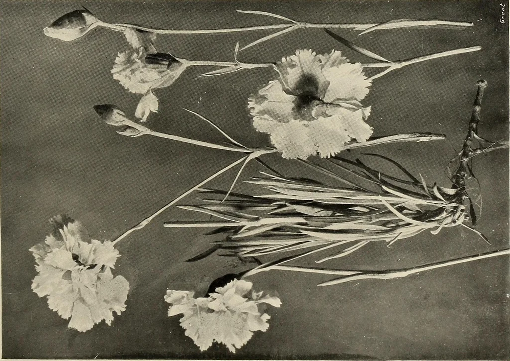 An illustration from Flowers and plants for designers and schools, 1907, leaf 103