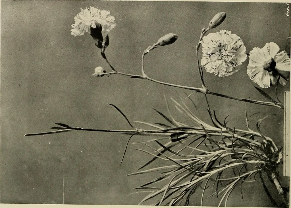 An illustration from Flowers and plants for designers and schools, 1907, leaf 106