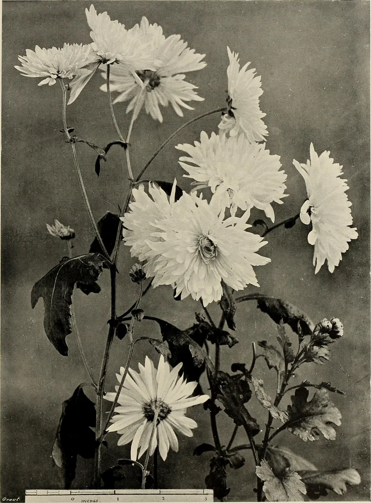 An illustration from Flowers and plants for designers and schools, 1907, leaf 109