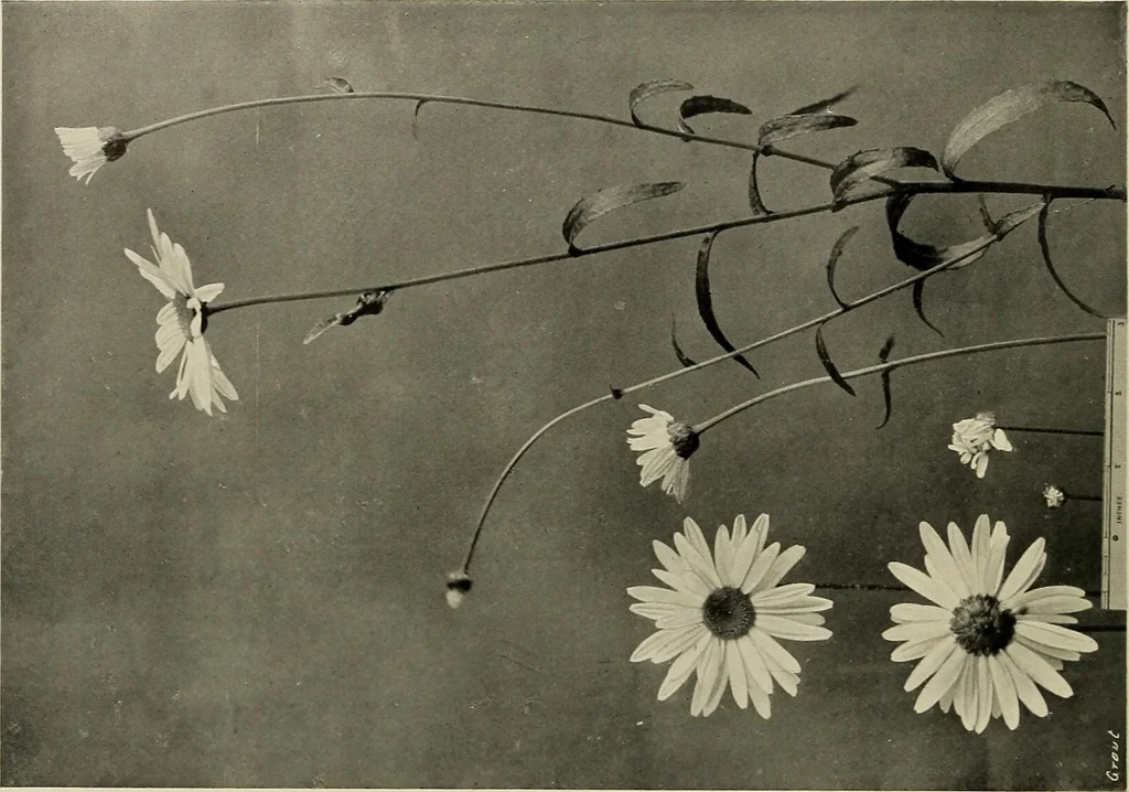 An illustration from Flowers and plants for designers and schools, 1907, leaf 112