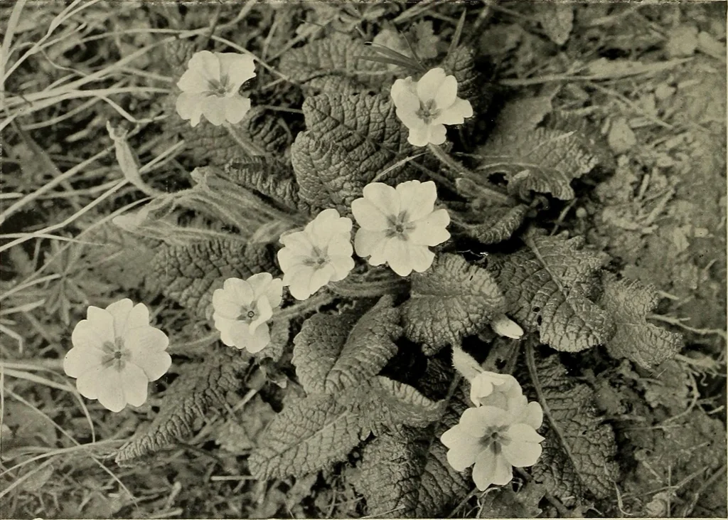 An illustration from Flowers and plants for designers and schools, 1907, leaf 112