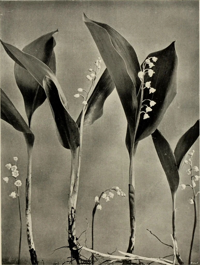 An illustration from Flowers and plants for designers and schools, 1907, leaf 115
