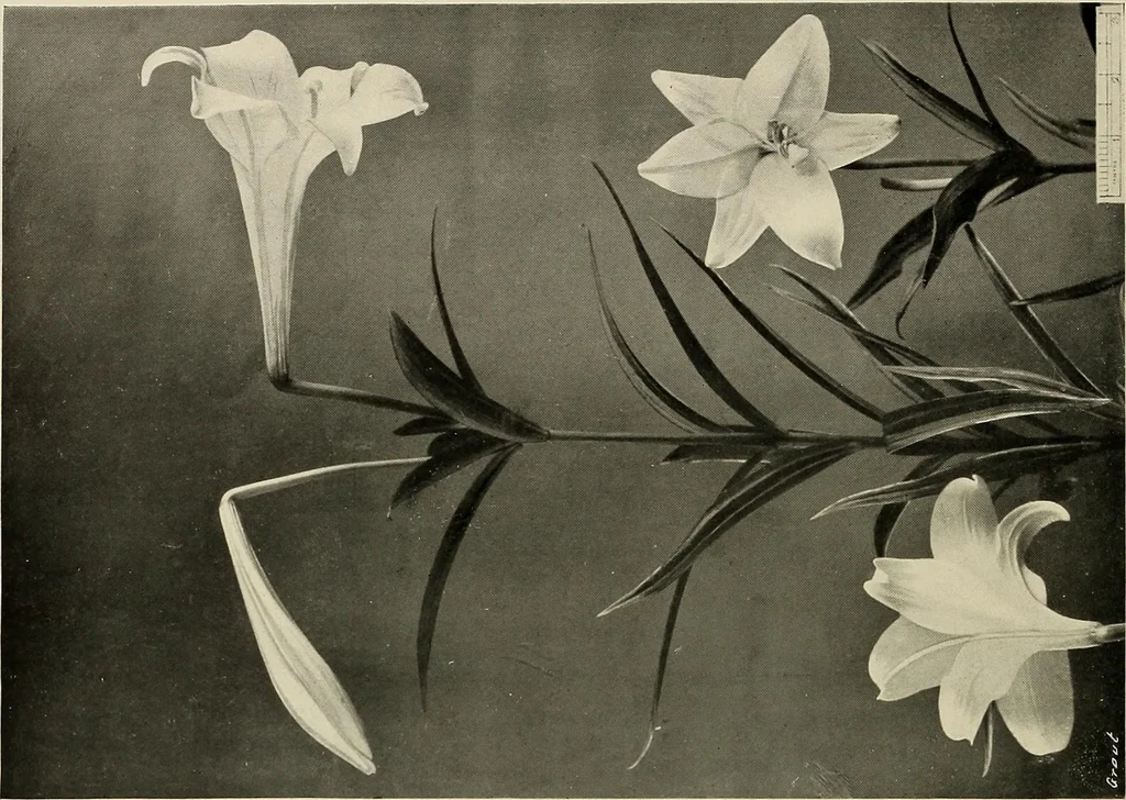 An illustration from Flowers and plants for designers and schools, 1907, leaf 118