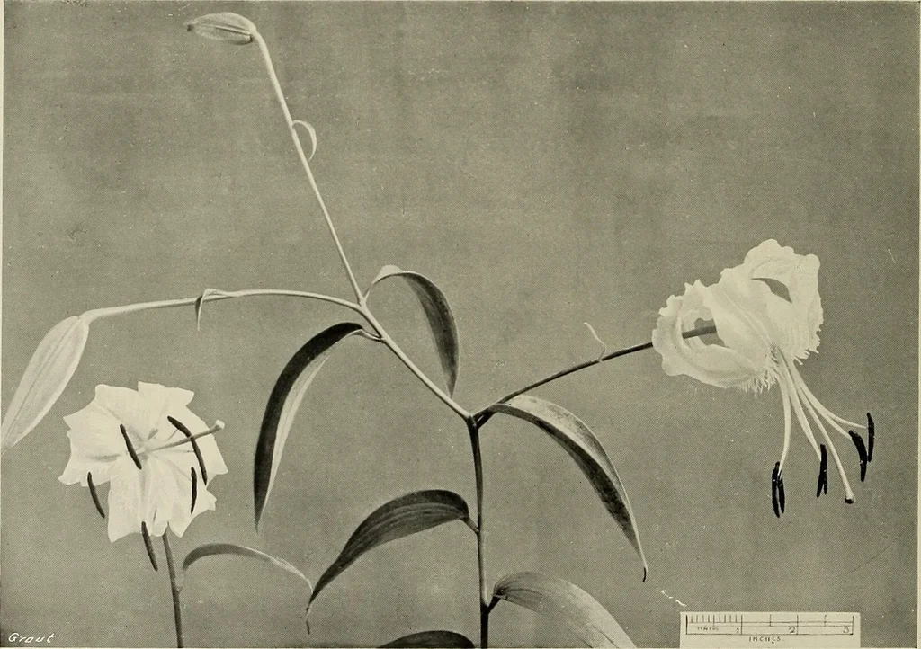 An illustration from Flowers and plants for designers and schools, 1907, leaf 118