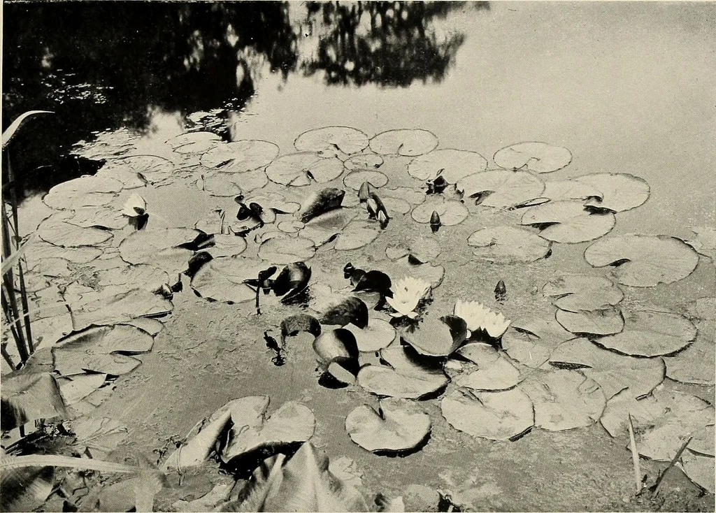 An illustration from Flowers and plants for designers and schools, 1907, leaf 121