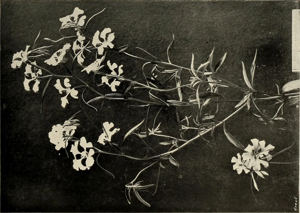 An illustration from Flowers and plants for designers and schools, 1907, leaf 121