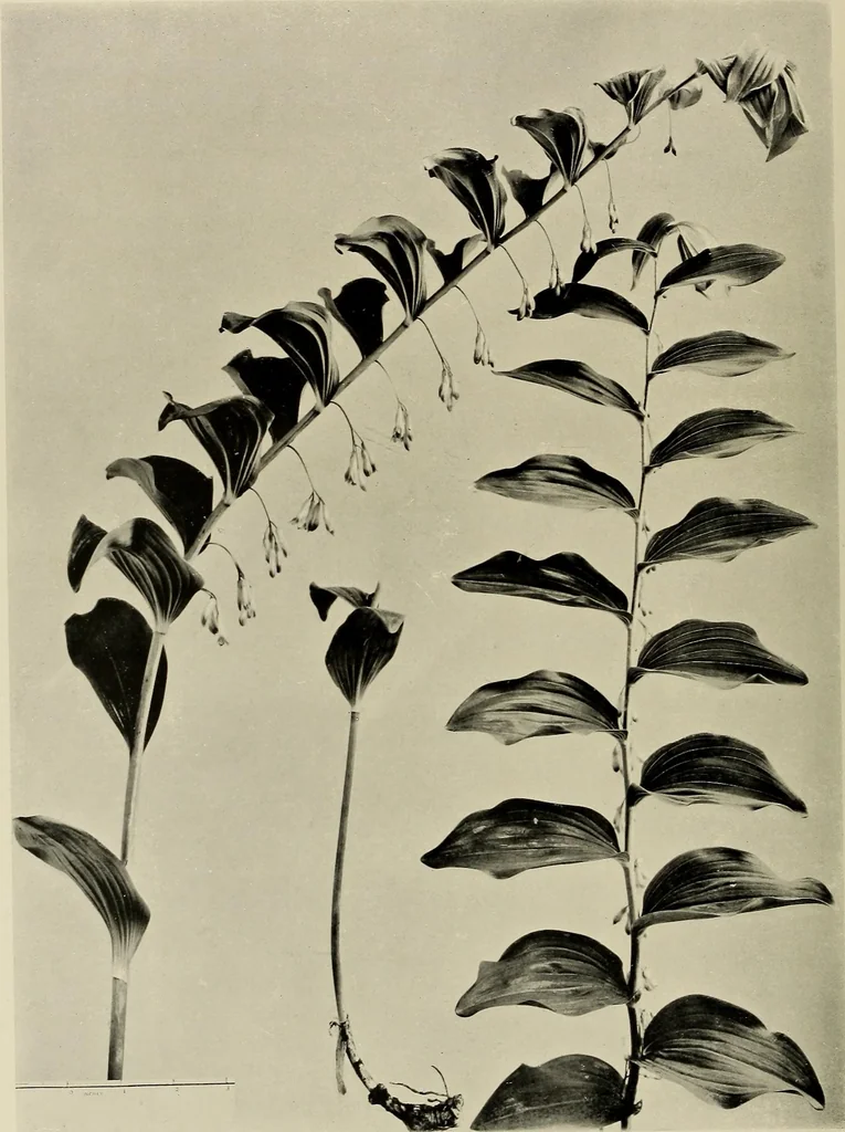 An illustration from Flowers and plants for designers and schools, 1907, leaf 124