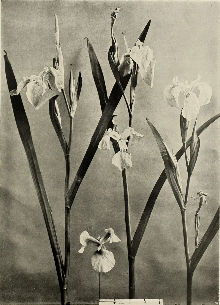 An illustration from Flowers and plants for designers and schools, 1907, leaf 127