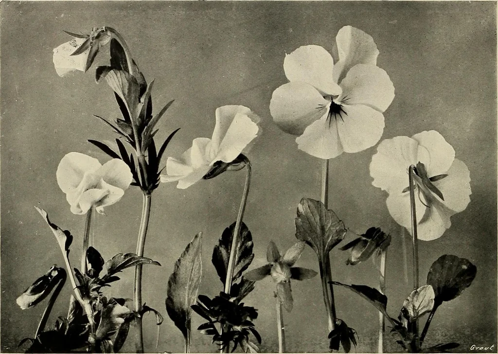 An illustration from Flowers and plants for designers and schools, 1907, leaf 128
