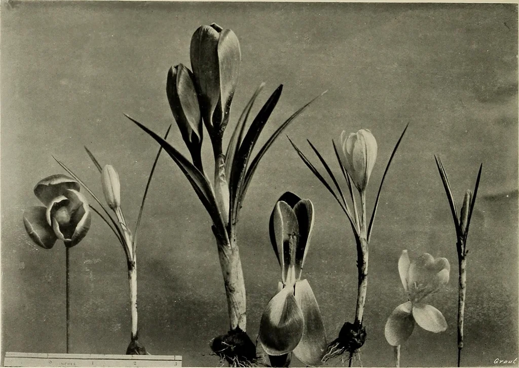 An illustration from Flowers and plants for designers and schools, 1907, leaf 128
