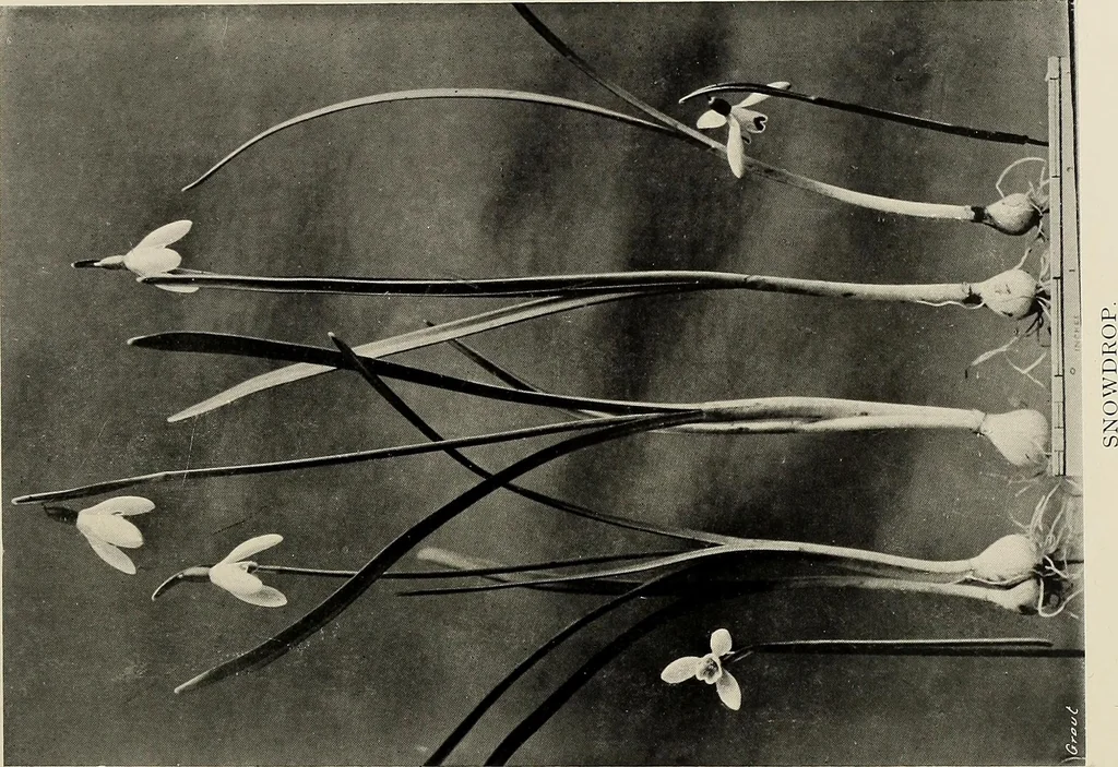 An illustration from Flowers and plants for designers and schools, 1907, leaf 131