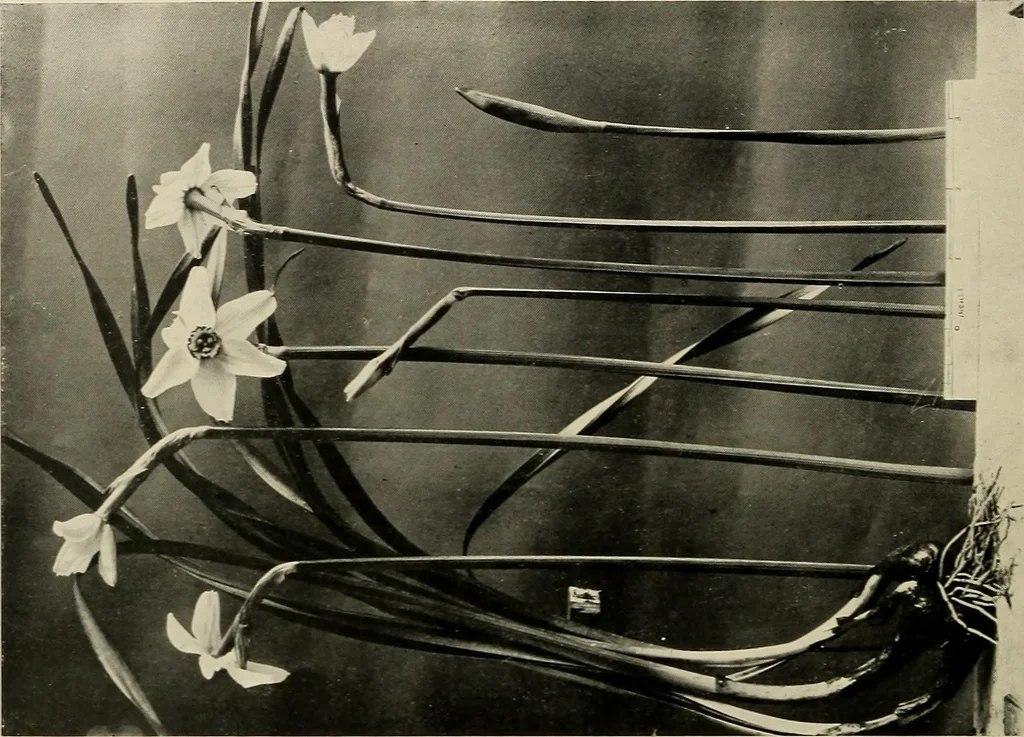 An illustration from Flowers and plants for designers and schools, 1907, leaf 134