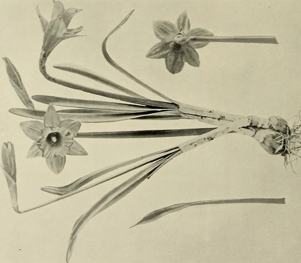 An illustration from Flowers and plants for designers and schools, 1907, leaf 134