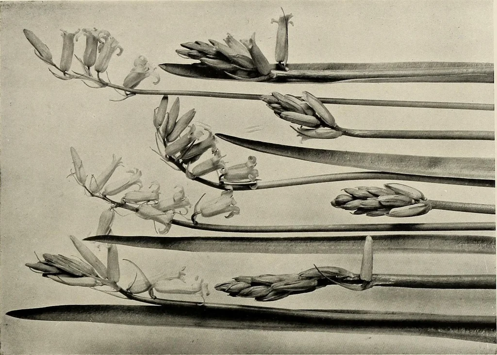 An illustration from Flowers and plants for designers and schools, 1907, leaf 137