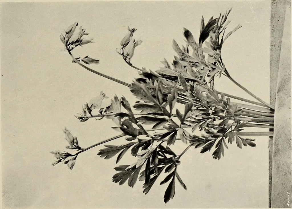 An illustration from Flowers and plants for designers and schools, 1907, leaf 137