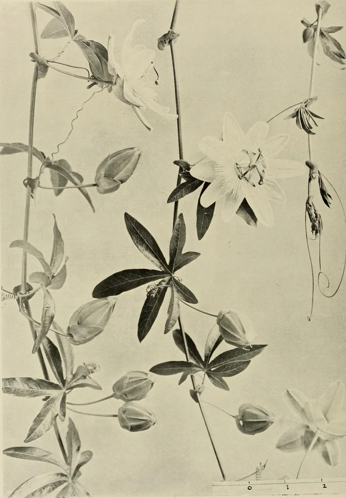 An illustration from Flowers and plants for designers and schools, 1907, leaf 140