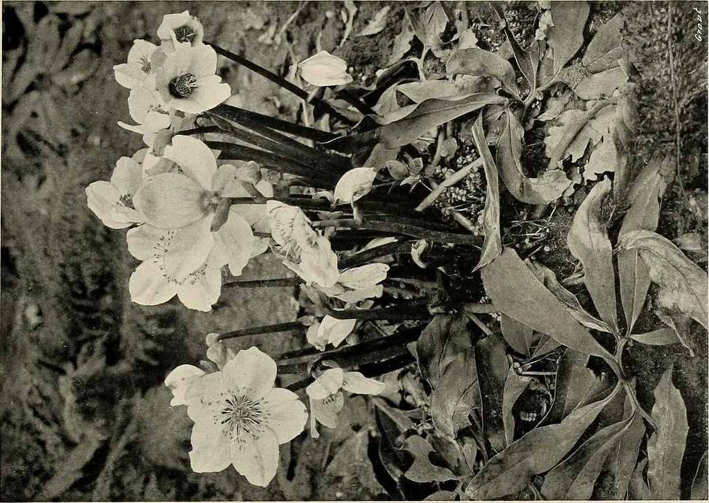 An illustration from Flowers and plants for designers and schools, 1907, leaf 143
